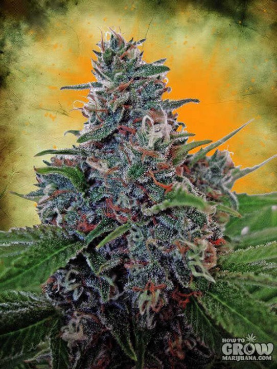 Ministry of Cannabis – Auto Blue Amnesia Autoflowering Feminized Seeds