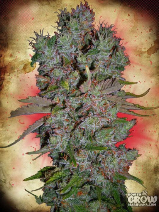 Ministry of Cannabis – Auto Blueberry Domina Autoflowering Feminized Seeds