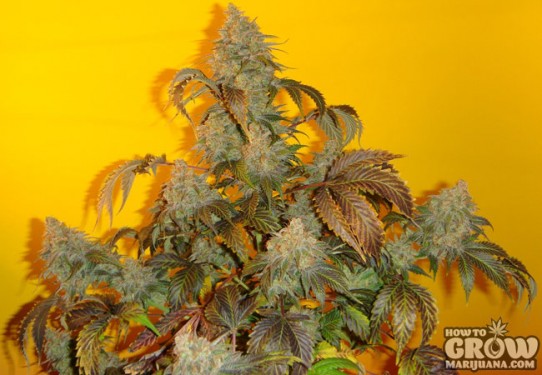 Mosca – Old Time Indiana Bubble Gum Marijuana Seeds