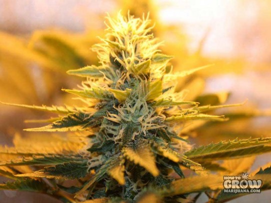 Kiwi – Mt. Cook Feminized marijuana Seeds