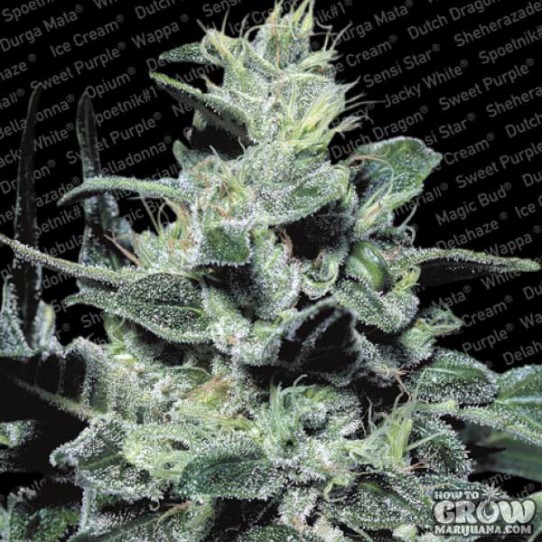 Paradise – Nebula Feminized Marijuana Seeds