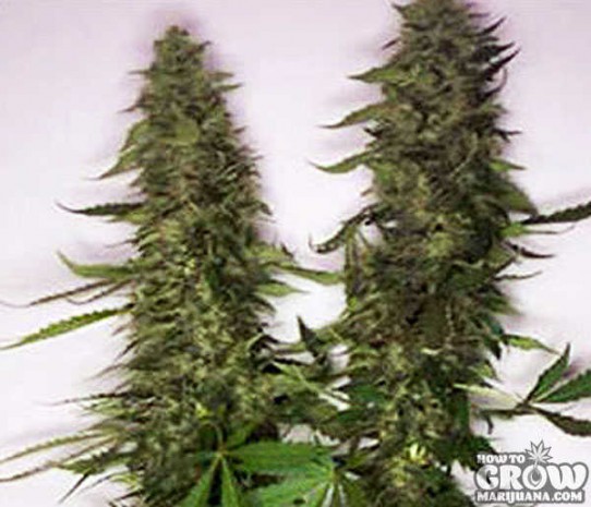 Nirvana – Citral Seeds