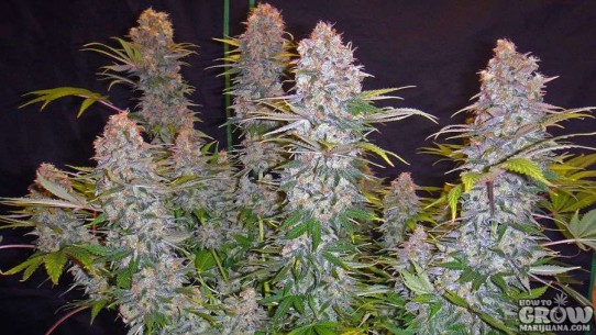 Nirvana – Jock Horror Feminized Seeds