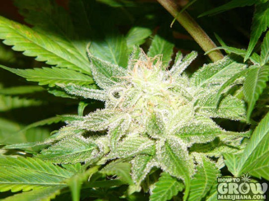 Nirvana – Misty Feminized Marijuana Seeds