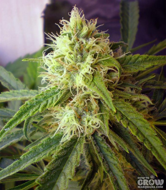 Nirvana – Northern Light Feminized Seeds