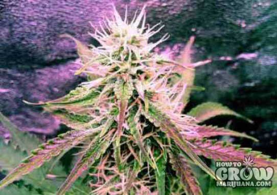 Nirvana – Northern Lights Autoflowering Feminized Seeds