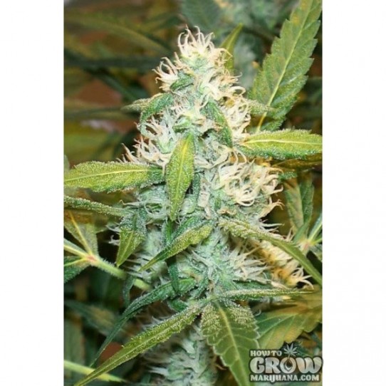 Nirvana – White Widow Feminised Seeds