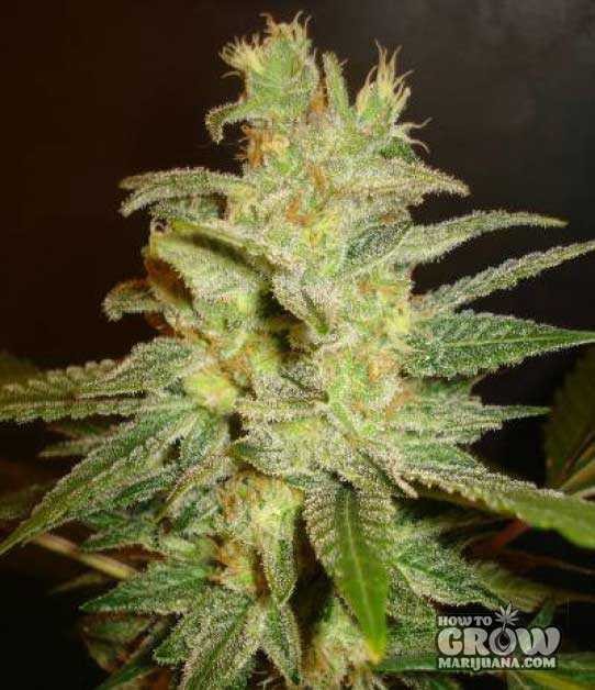 World of Seeds – Northern Lights X Big Bud Feminized Seeds