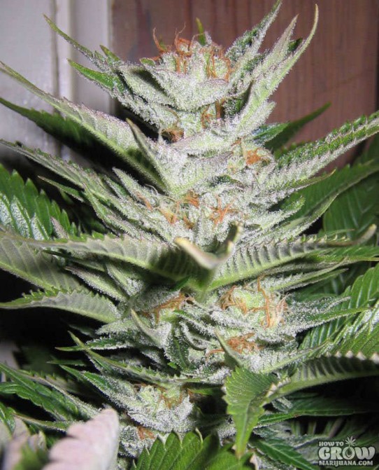 Nirvana – Northern Lights x Shiva Feminized Seeds