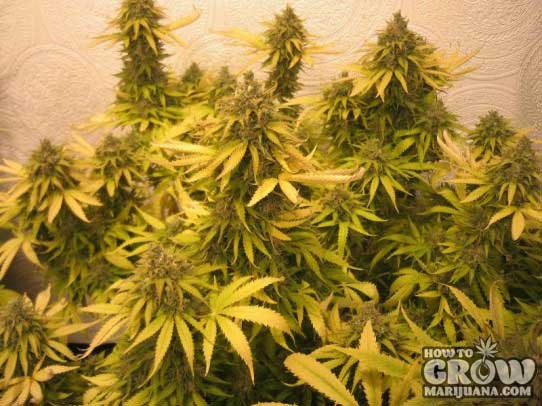 OG #18 Feminized Marijuana Seeds