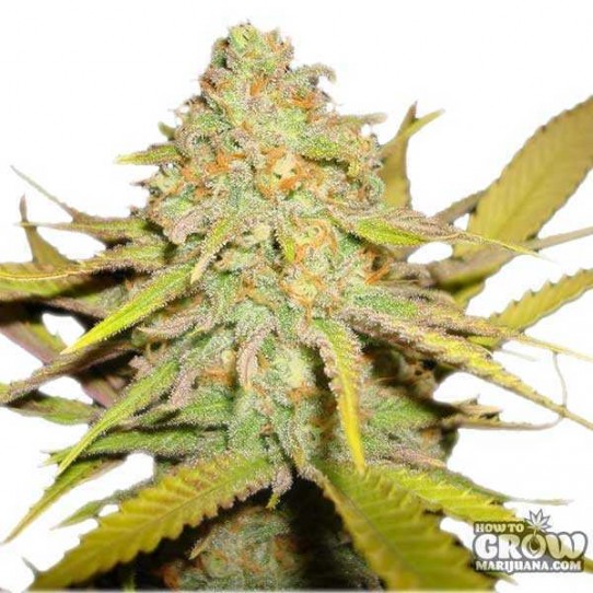 OG Kush Feminized Seeds