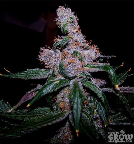 Blueberry Marijuana Seeds – Strain History – Buy Feminized, Autoflowering and Regular