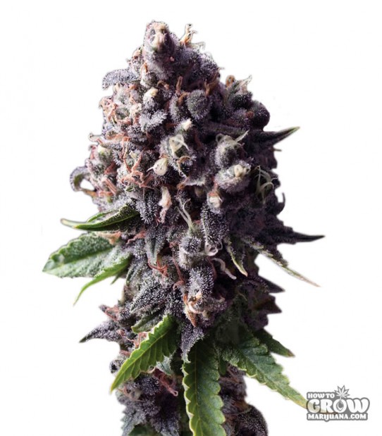 Original Sensible – Auto Purple Autoflowering Feminized Seeds