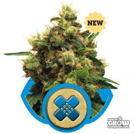 Royal Queen – Painkiller XL Seeds