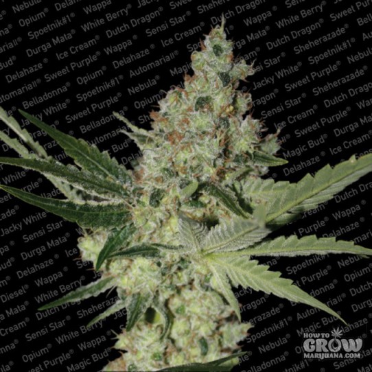 Paradise – Acid Feminized Seeds