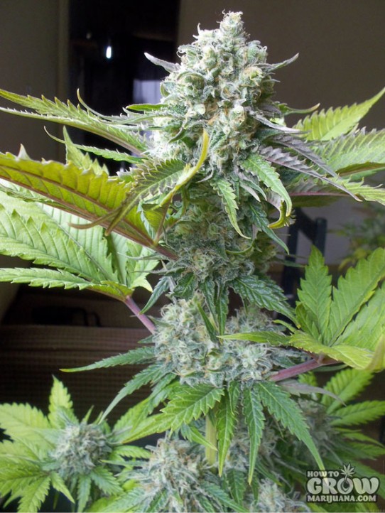 Paradise – Atomical Haze Autoflowering Feminized Seeds