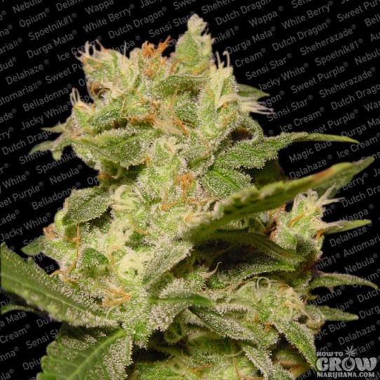 Paradise – Auto Jack Feminized Seeds