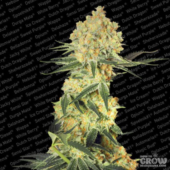 Paradise – Auto Wappa Autoflowering Feminized Seeds