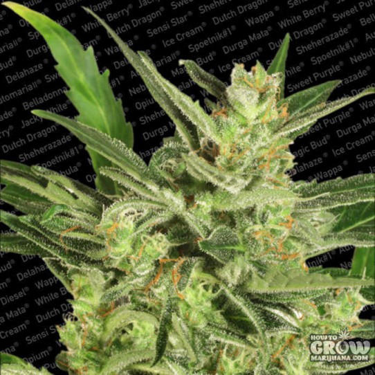 Paradise Seeds – Automaria II  Weed Seeds