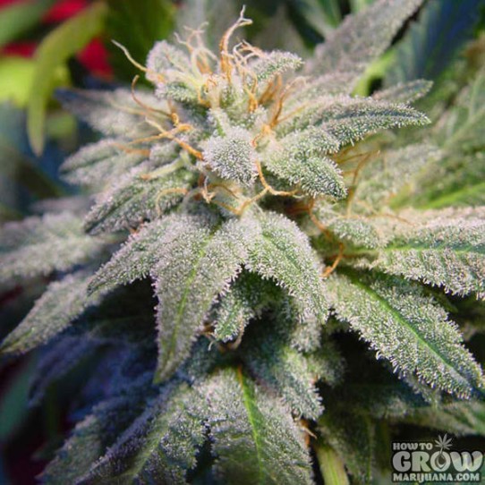 Paradise – Magic Bud Feminized Marijuana Seeds