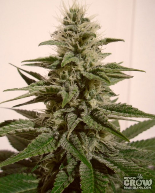 Paradise – Auto White Berry Autoflowering Feminized Seeds