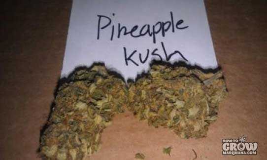 Royal Queen – Pineapple Kush Seeds