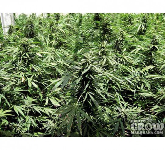 Positronics – Afghan Express Autoflowering Feminized Seeds