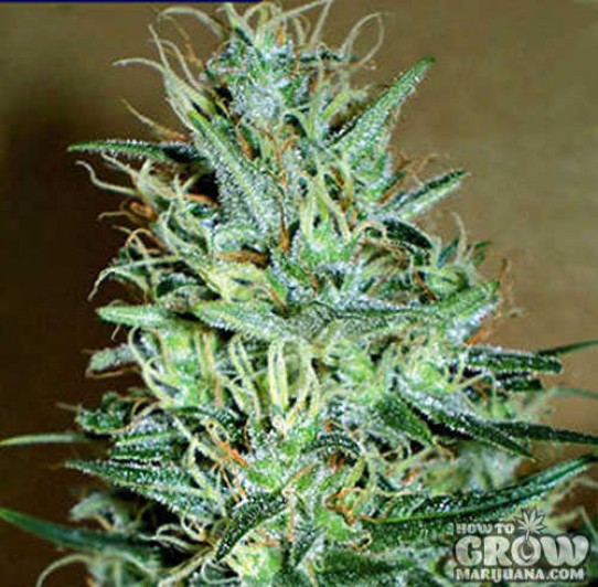 Positronics – Amnesia Mistery Feminized Seeds