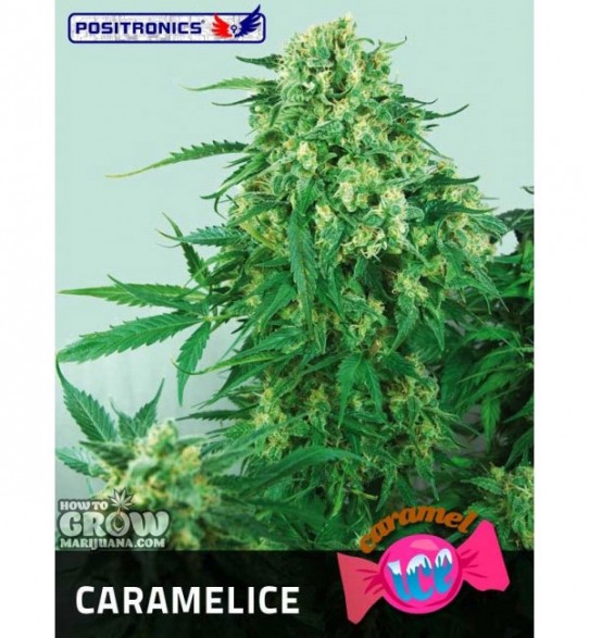 Positronics – Caramel Ice Feminized Seeds