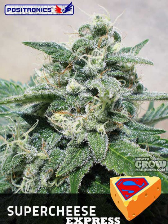 Positronics – Super Cheese Express Autoflowering Feminized Seeds