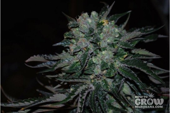 Royal Queen – Power Flower Seeds