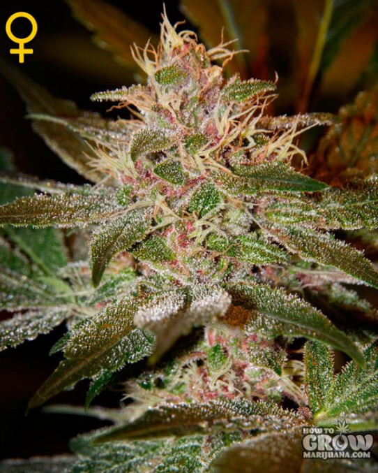 Kush Marijuana Strains – Seeds – History – Autoflowering & Feminized