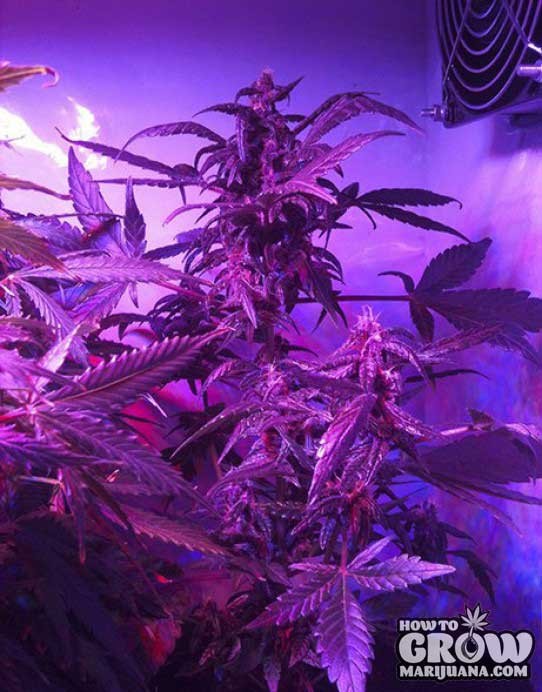 Buddha – Purple Kush Automatic Seeds