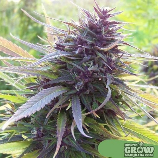 Purple Power Feminized Seeds