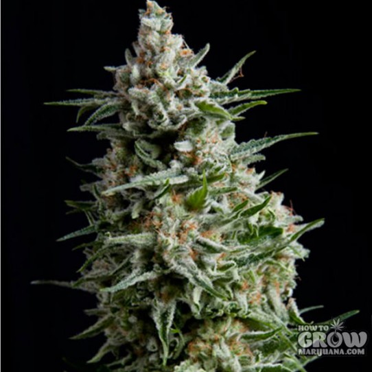 Pyramid – Auto Anesthesia Feminized Seeds