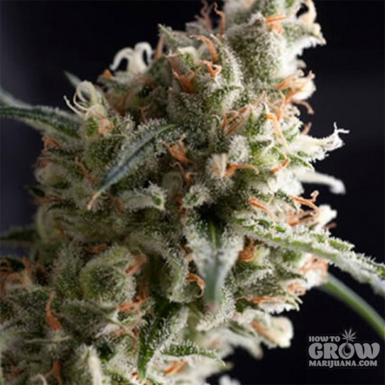 Pyramid – Auto Super Hash Autoflowering Feminised Seeds