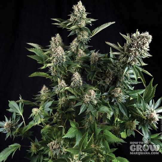 Pyramid – Auto White Widow Autoflowering Feminised Seeds