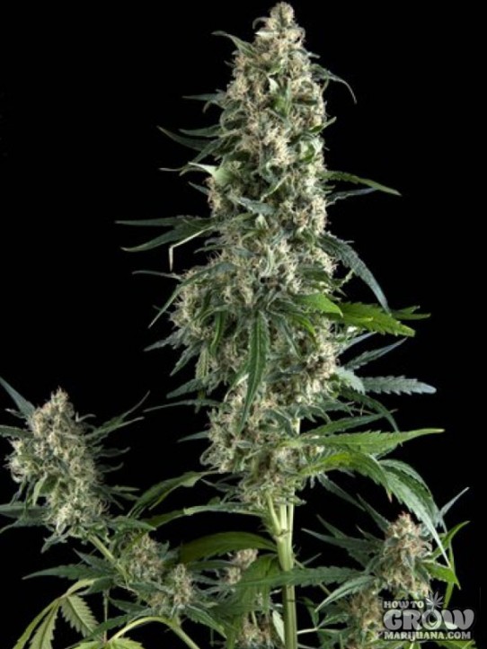 De Vrolijke Gaper – Amnesia Gold Feminized Seeds