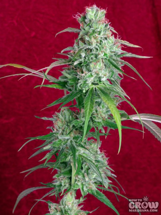 Reggae – Juanita La Lagrimosa Feminized Seeds