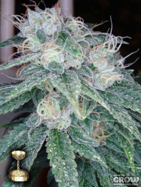 Reserva Privada – Sour Diesel Feminized Seeds