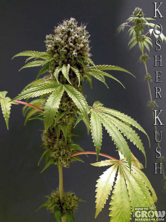 Reserva Privada – Kosher Kush Feminised Seeds