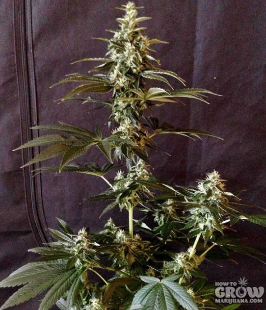 Reserva Privada – Kosher Kush Feminized Seeds