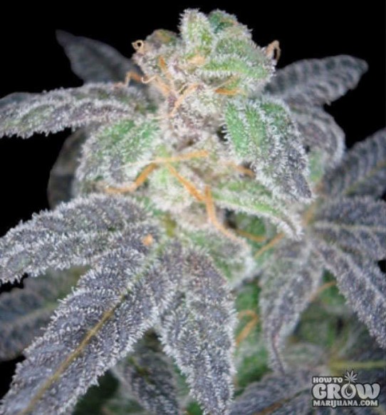 Reserva Privada – Purple OG#18 Feminized Seeds