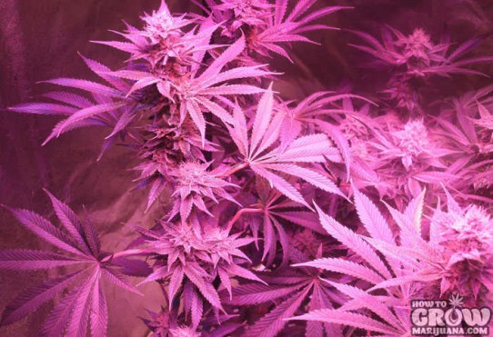 Reserva Privada – Strawberry Banana Feminized Seeds