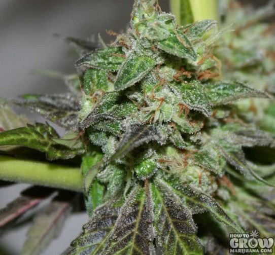 Reserva Privada – Tora Bora Feminized Seeds