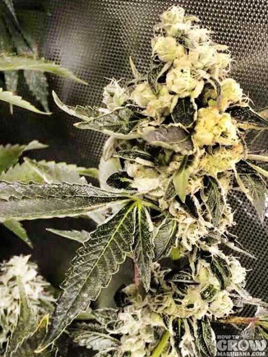 Reservoir – Sour Diesel Marijuana Seeds