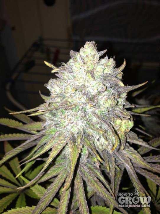 Royal Queen – Royal Medic Feminized Seeds