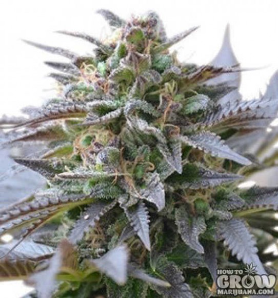 Royal Queen – Blue Mystic Feminized Seeds