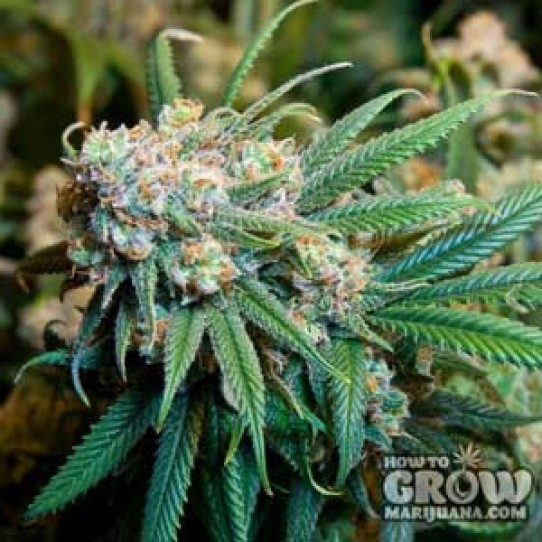 Royal Queen – Dance World Seeds