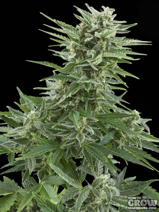 Royal Queen – Easy Bud Autoflowering Feminized Seeds